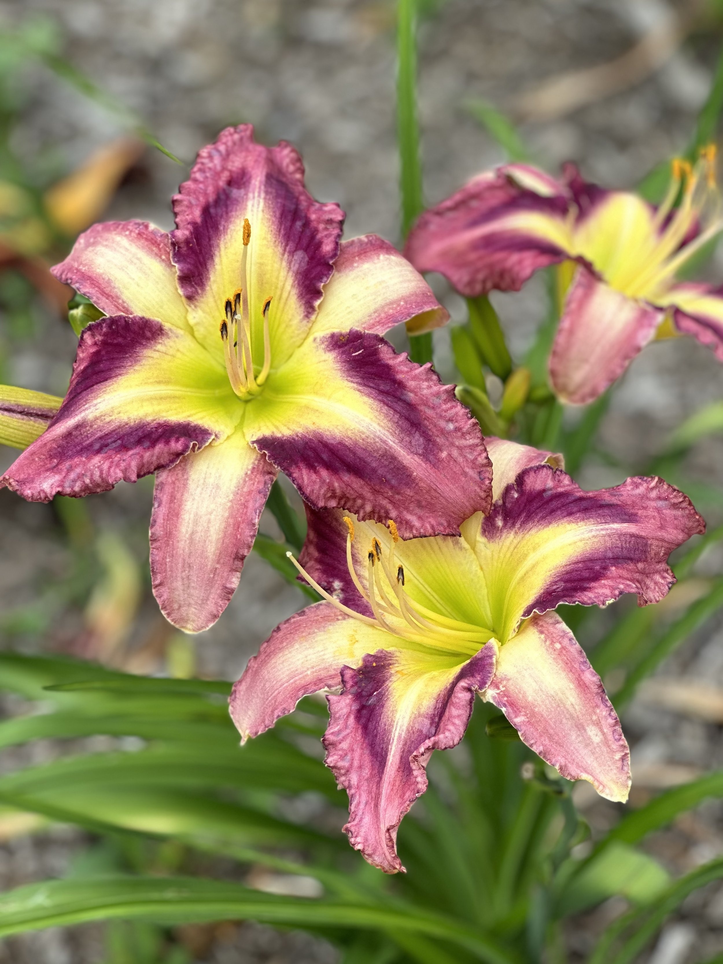 AZURE PRISM — Blue Barn Daylilies